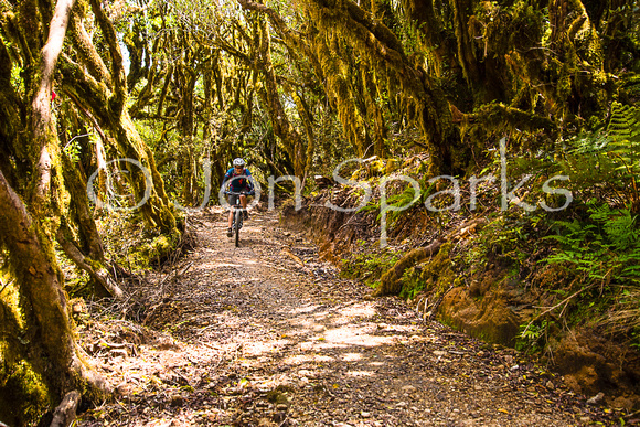 Timber Trail, New Zealand 2015 3
