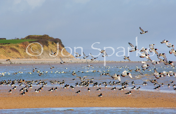 Oystercatchers and Moat Scar, Furness coast