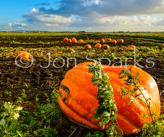 Pumpkins, Tarleton Moss