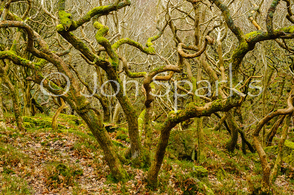Woods on Clougha Pike 1