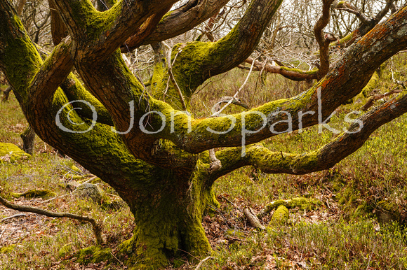 Woods on Clougha Pike 3